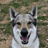 Reaper, chien à adopter