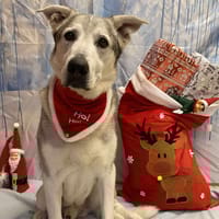 MAX, chien à adopter