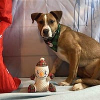 YOUNG, chienne à adopter