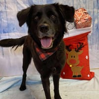 MORTICIA, chienne à adopter