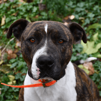 Pepsi, chien à adopter