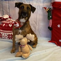 ATIKA, chienne à adopter