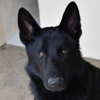 Darko, chien à adopter