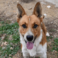 Teddy, chien à adopter
