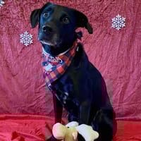 SPOTTY, chien à adopter