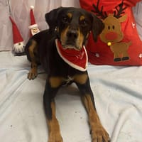 DJINKO, chien à adopter