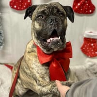 WALL-E, chien à adopter