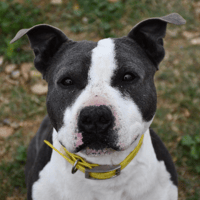 Pablo, chien à adopter