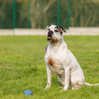RAMSÈS OAA 19780, chien à adopter