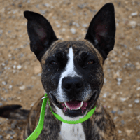 NAOMI, chienne à adopter