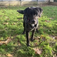 SIMBA, chien à adopter