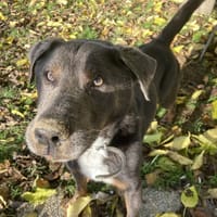 Azur, chien à adopter