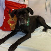 NALA, chienne à adopter