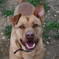 JACK, chien à adopter