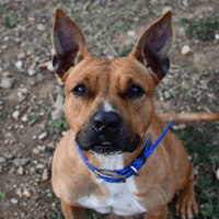 Kenza, chienne à adopter