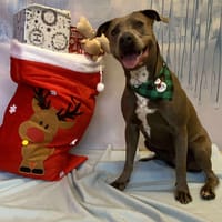 AITANA, chienne à adopter