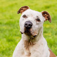 PACO OAA19763, chien à adopter