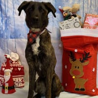 UNIQUE, chienne à adopter