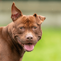 PIXIE OAA19721, chienne à adopter