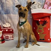 QUINOA, chienne à adopter