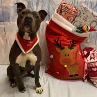 TUSHANE, chien à adopter