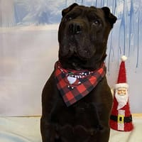 JAFAR, chien à adopter