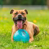 ZINO OAA19800, chien à adopter