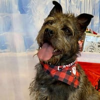 ED, chien à adopter