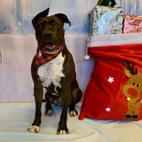 SIA, chienne à adopter