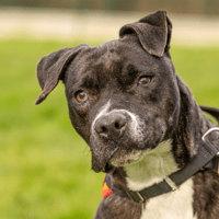 ZINA OAA19747, chienne à adopter