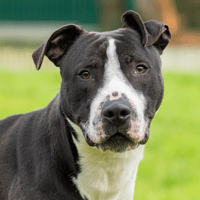 ONYX OAA19616, chien à adopter