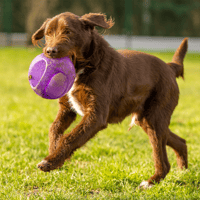 TYSON OAA19411, chien à adopter