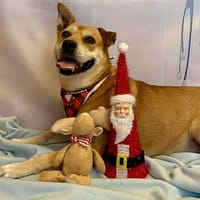 MILA, chienne à adopter