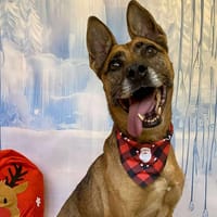 Elya, chienne à adopter