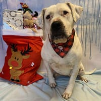 NIKITA, chienne à adopter