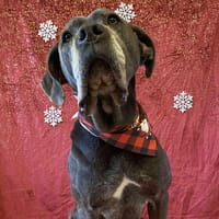 ORIS, chienne à adopter