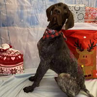 VICK, chien à adopter