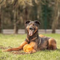 REKO OAA18967, chien à adopter