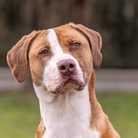 MAC QUEEN OAA19389, chien à adopter