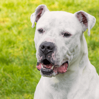 OLYMPE OAA19781, chien à adopter