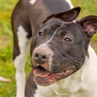 LIYAH OAA19656, chienne à adopter