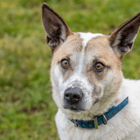 LIZA OAA19562, chienne à adopter