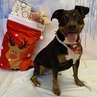 KHIRA, chienne à adopter