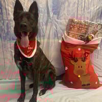 TYLA, chienne à adopter