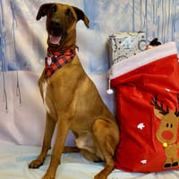 ROUNDUP, chien à adopter