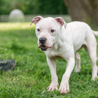 GALAK OAA19689, chienne à adopter