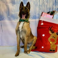 HORUS, chien à adopter