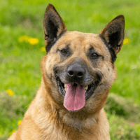 GOLD OAA19785, chien à adopter