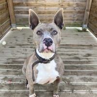 NEWTON, chien à adopter