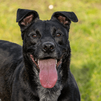 TISCO OAA19412, chien à adopter